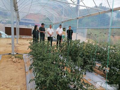 阳光1+1牵手计划 省农科院专家莅临古田县祥辉果蔬种植专业合作社开展技术指导与种植技术开发