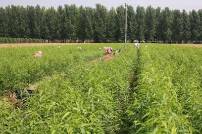 优质水蜜桃示范产业化开发基地落户德胜农林 推动种植技术革新与产业链升级