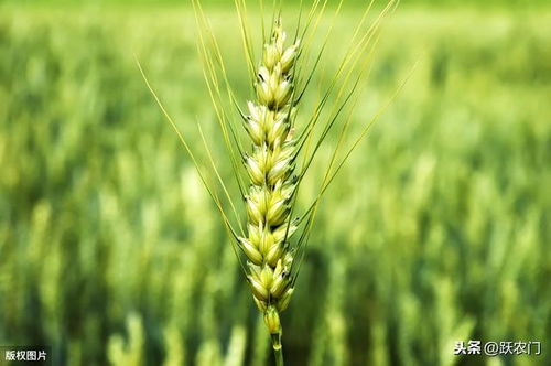 小麦种苗培育技术现状与发展趋势分析