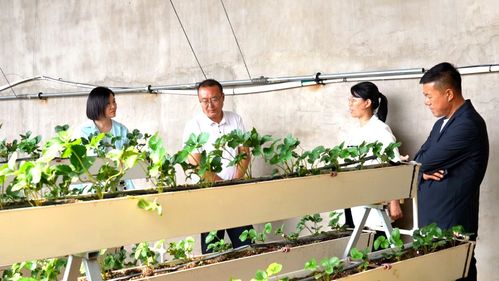 科技兴农绘蓝图 县委书记杨家佳深入调研，擘画乡村产业振兴新路径