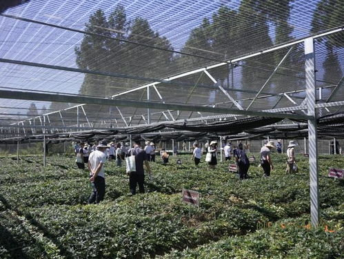 国药太极赋能黄连产业 科技创新引领种植技术突破与高质量发展