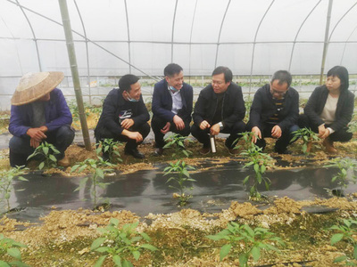 科技赋能农业 种植技术开发助力乡村振兴