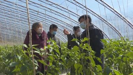 子长蔬菜开发中心 稳防控、强技术、保供应，全力守护“菜篮子”安全