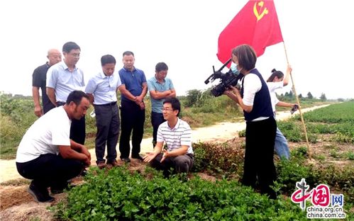 江苏睢宁 党建引领，小菊花开出“黄金花”