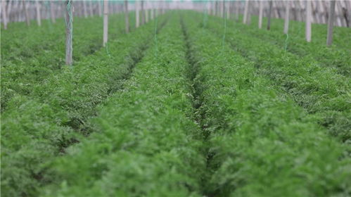 以绿为笔，山东书写高质量发展新篇章——凤凰网山东聚焦种植技术开发