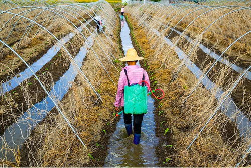 龙湖农民引进新品种新技术,创新种植模式,发展农家乐