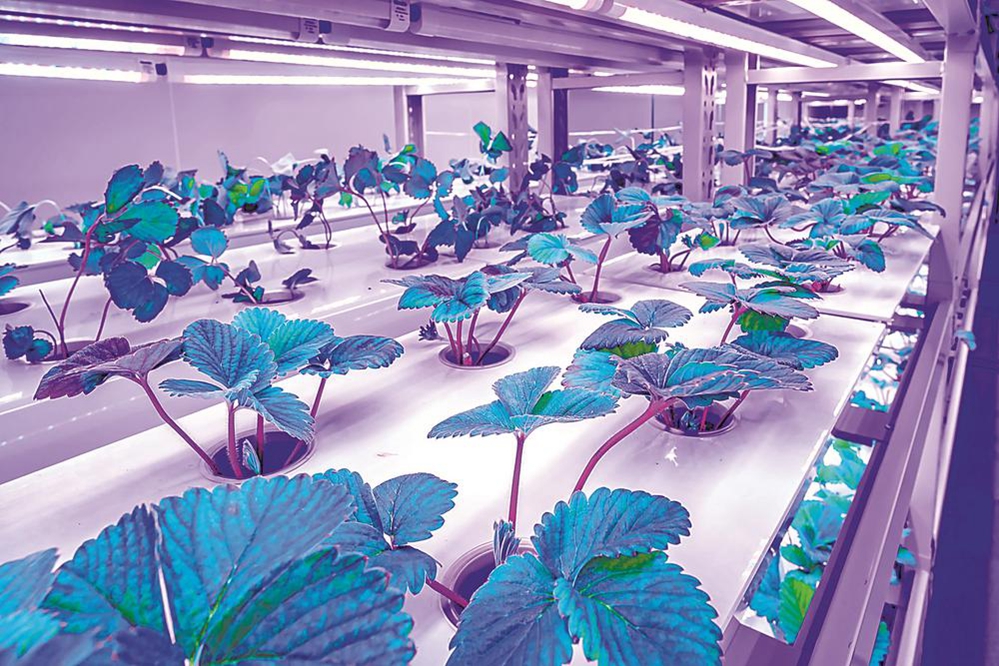 未来超级植物工厂 不靠阳光不用土 产量提高40倍