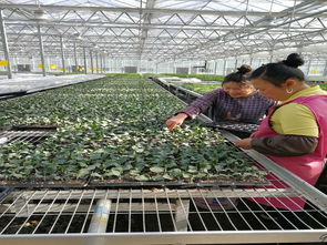 科技赋能产业革命 毕节市科技局“面对面”服务助力种植技术开发