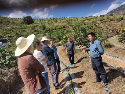 楚雄市加大技术指导，助推芒果产业发展与种植技术开发