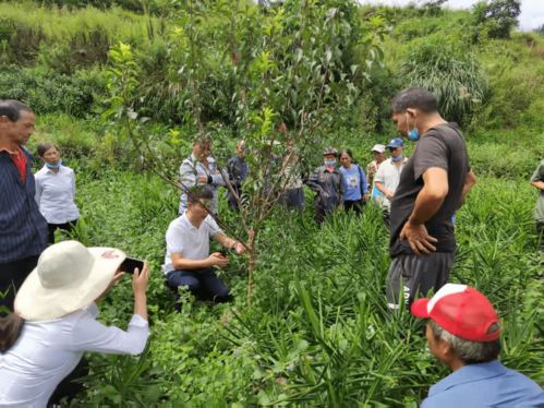 六枝特区月亮河乡 农业产业管理培训激活村民发展信心，推进种植技术开发
