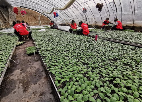 驿城区禾绿农业 以技术开发为根基，扶贫济困送温暖