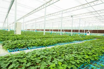 小种苗链起大产业 聚合力拓出共富路